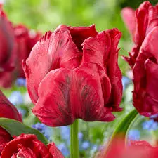 Tulp 'Red Madonna' 6tk 12/+