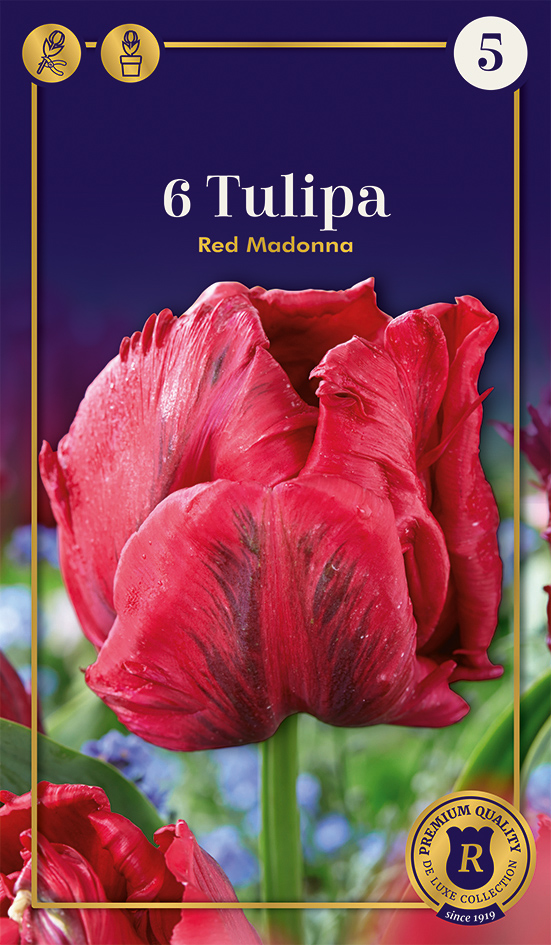 Tulp 'Red Madonna' 6tk 12/+