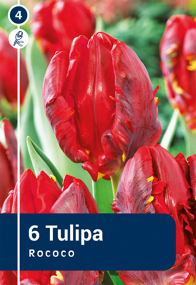 Tulp 'Rococo' 6tk 11/12