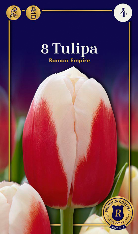 Tulp 'Roman Empire' 6tk 12/+