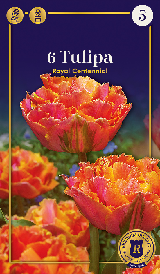 Tulp 'Royal Centennial' 6tk 11/+