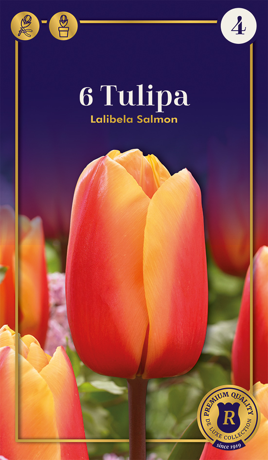Tulp 'Lalibela Salmon' 6tk 12/+