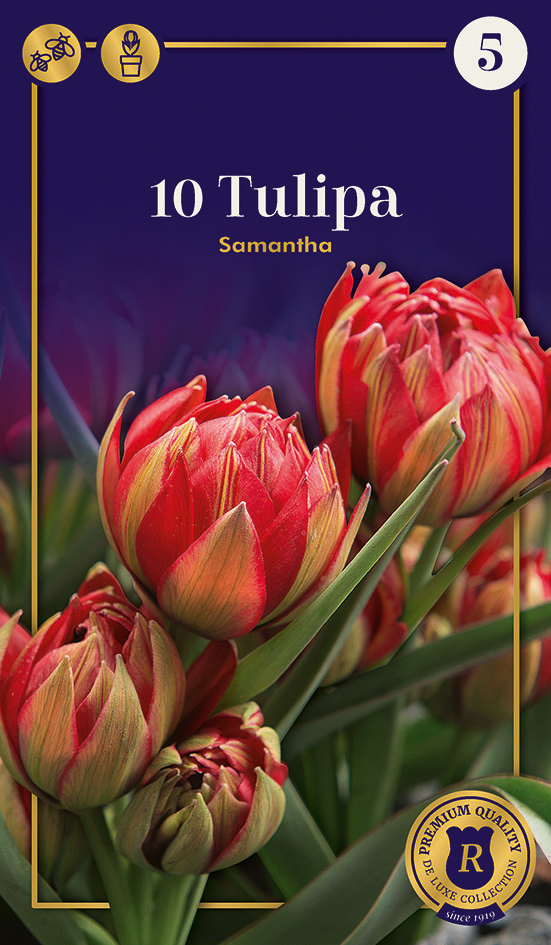 Tulp 'Samantha' 10tk 6/+