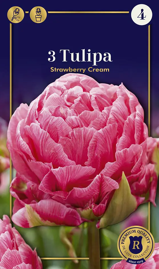Tulp 'Strawberry Cream' 3tk 12/+