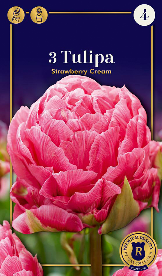 Tulp 'Strawberry Cream' 3tk 12/+