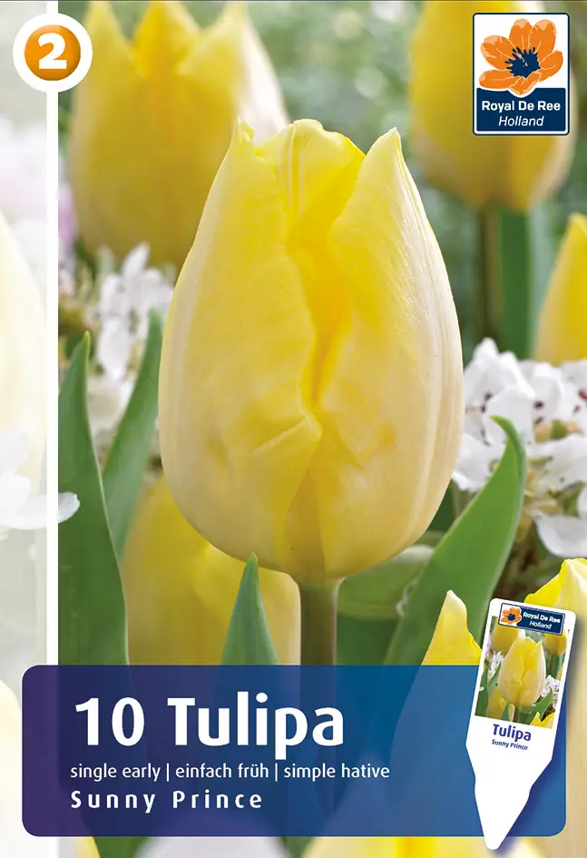 Tulp 'Sunny Prince' 6tk 11/12