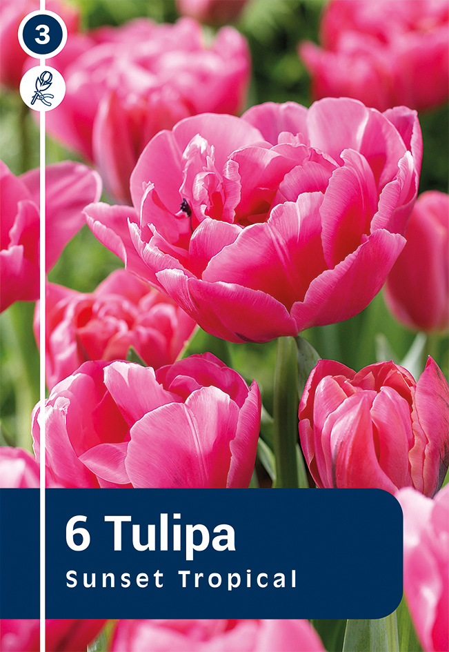 Tulp 'Sunset Tropical' 6tk 11/12