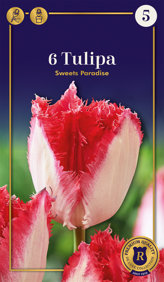 Tulp 'Sweets Paradise' 6tk 12/+