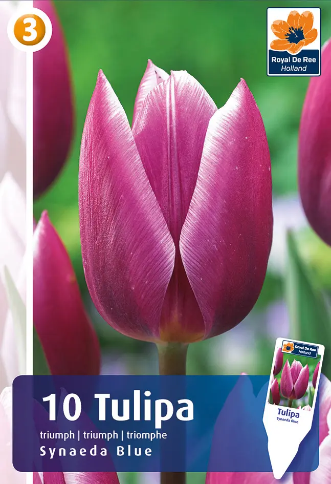Tulp 'Synaeda Blue' 6tk 11/12
