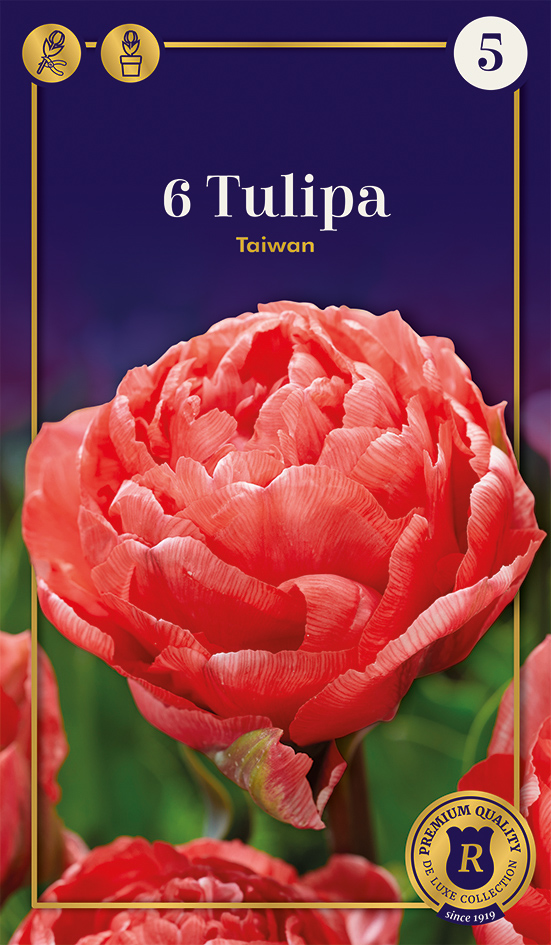Tulp 'Taiwan' 6tk 12/+