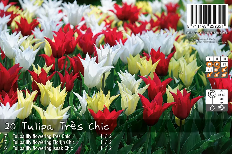 Tulp 'Très Chic' mix 12tk 11/12
