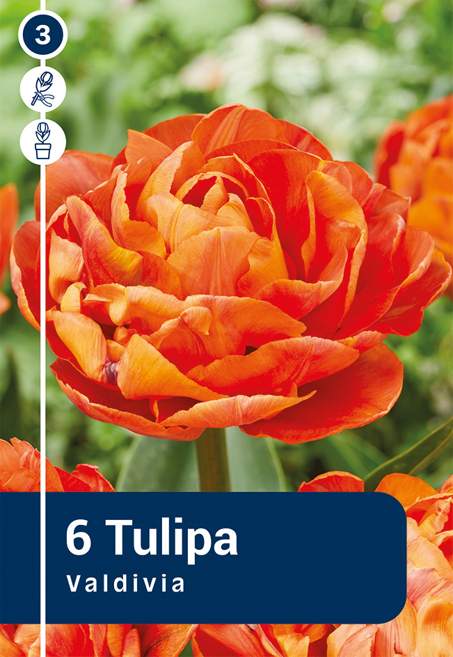 Tulp 'Valdivia' 6tk 11/12