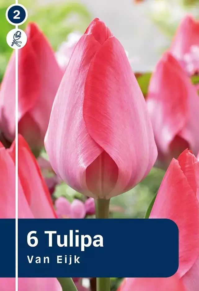Tulp 'Van Eijk' 6tk 11/12