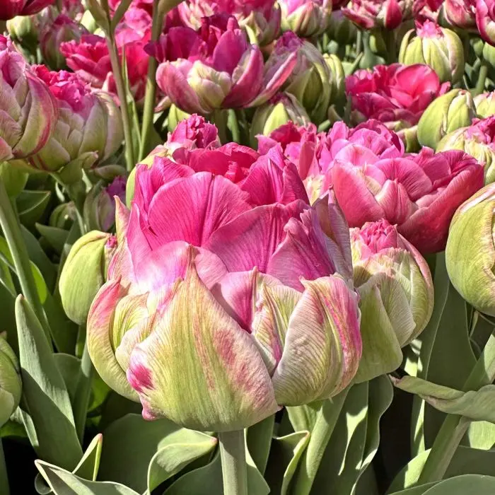 Tulp 'Wicked in Pink' 5tk 12/+