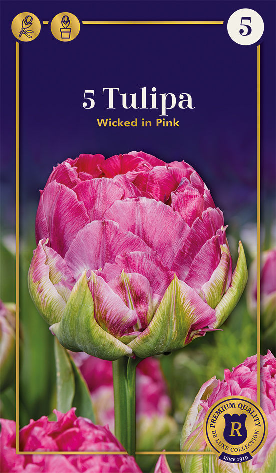 Tulp 'Wicked in Pink' 5tk 12/+