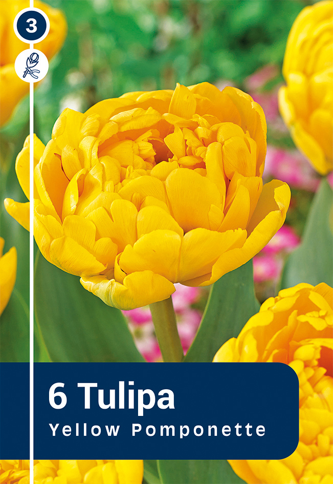 Tulp 'Yellow Pomponette' 6tk 11/12