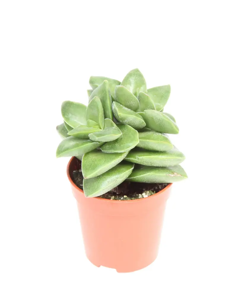 Turdleht 'Springtime' P8,5cm