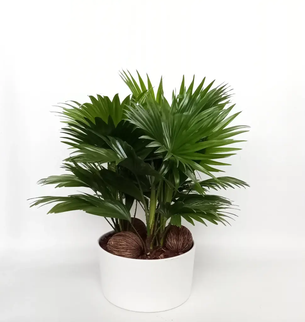 Ümaralehine lehvikpalm"Andorra Glans"P26cm