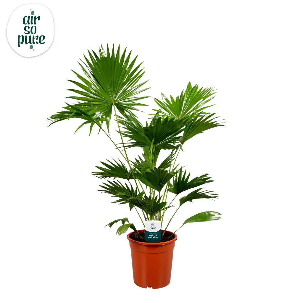 Ümaralehine saribuspalm P21/100cm