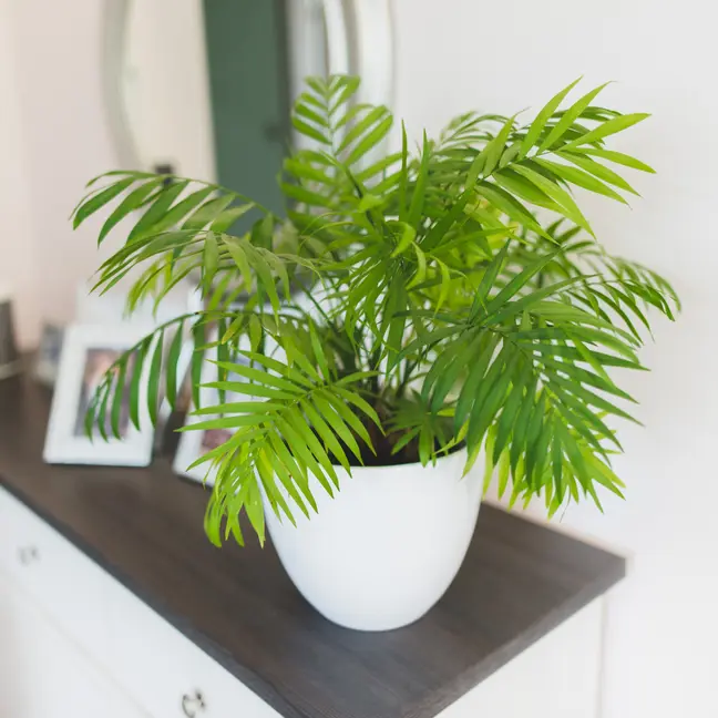 Vääris-mägipalm P14/55cm