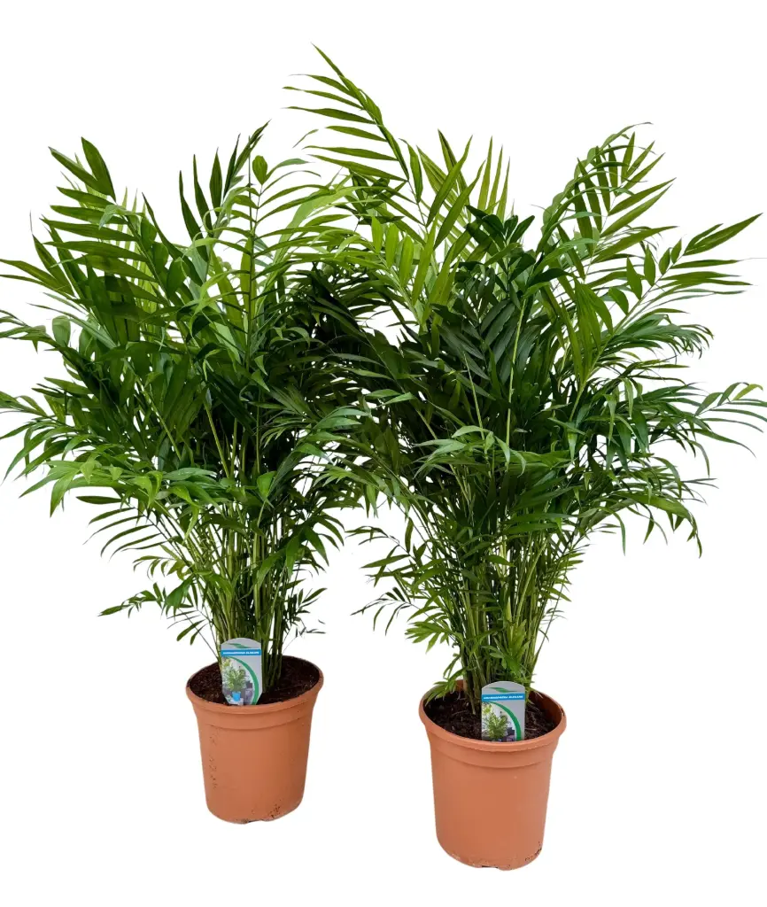 Vääris-mägipalm P24