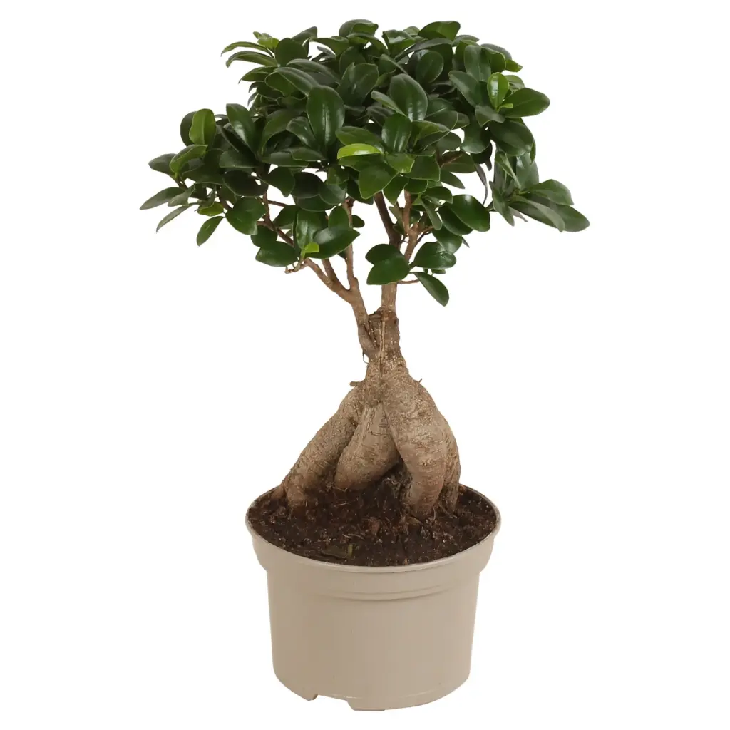 Väikeseviljaline viigipuu 'Ginseng' 13Ø 35cm