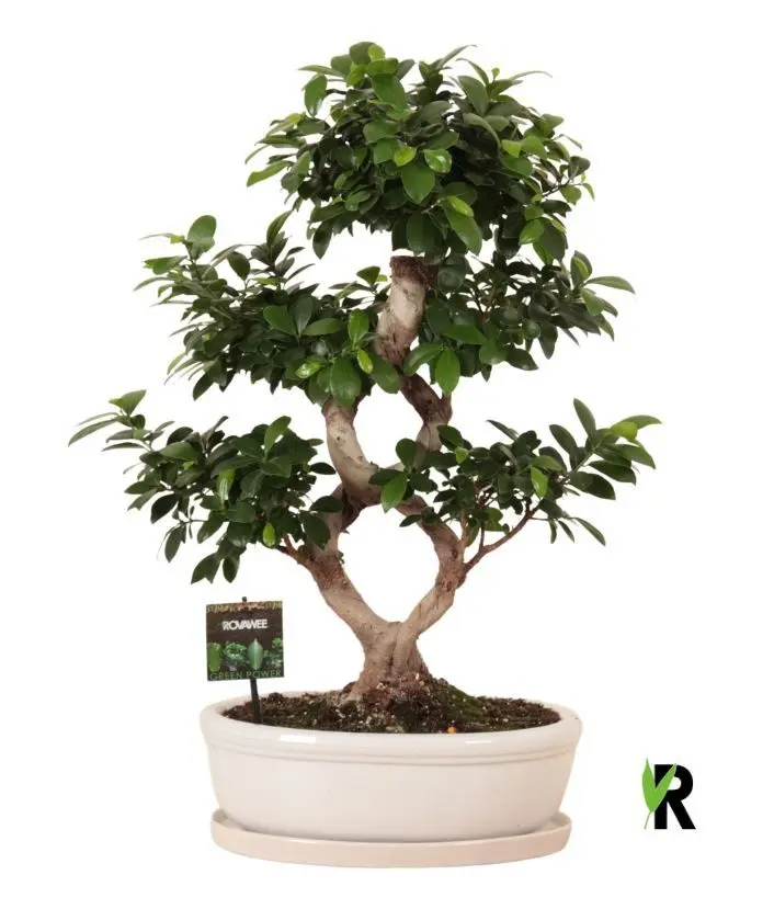 Väikeseviljaline viigipuu Ginseng P30/90cm