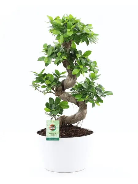 Väikeseviljaline viigipuu Ginseng P28/75cm
