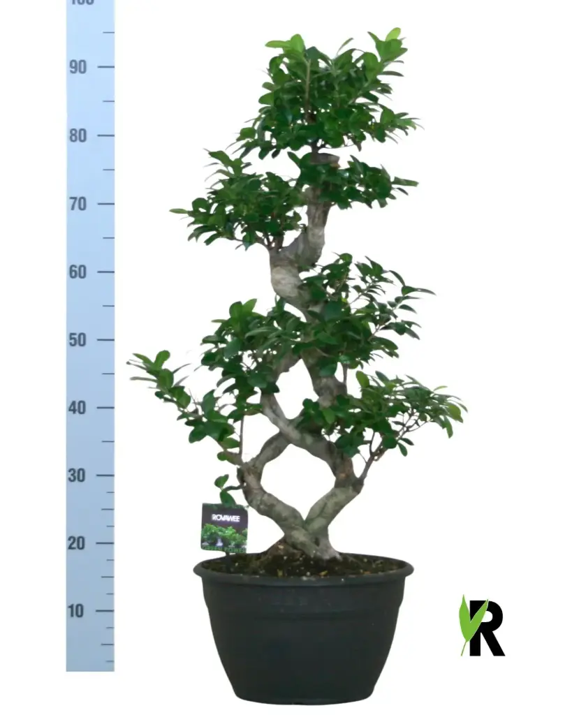 Väikeseviljaline viigipuu'Ginseng' 8-type P30/95cm