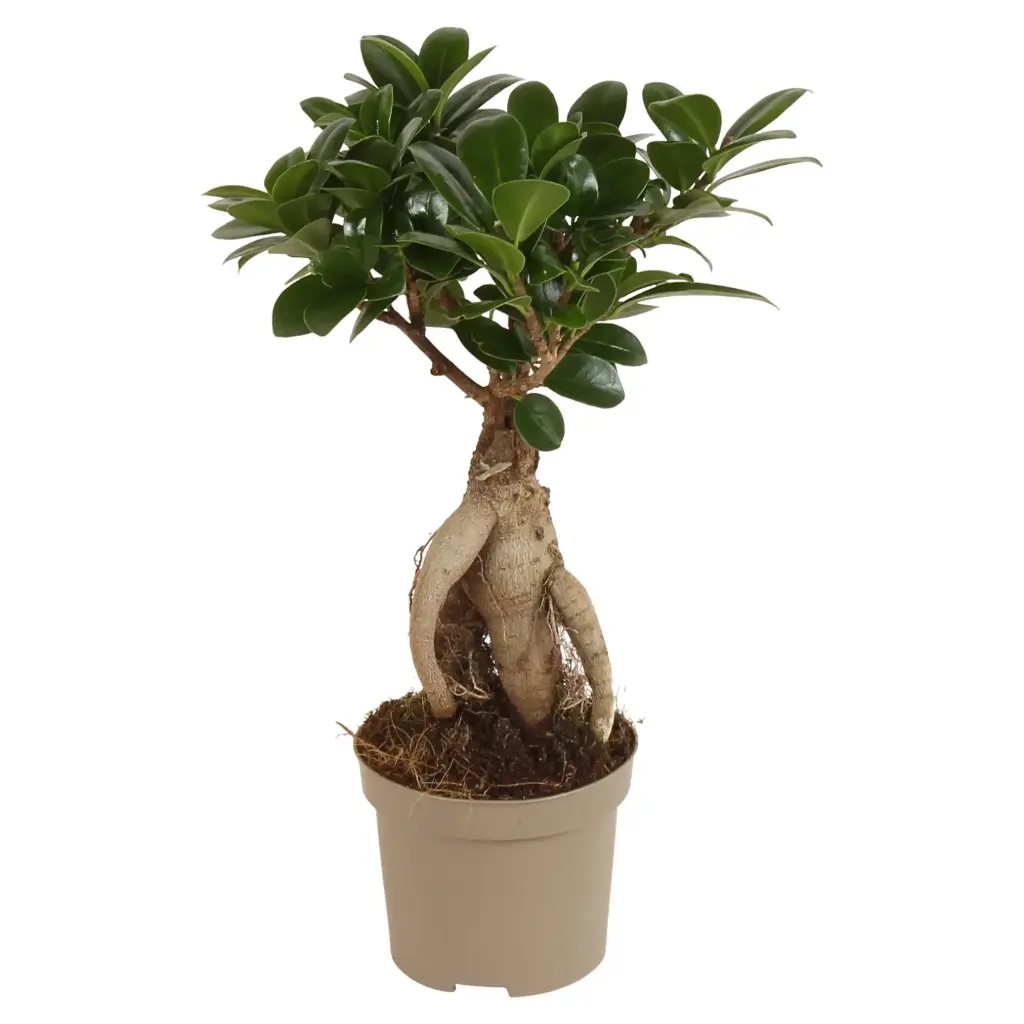 Väikeseviljaline viigipuu'Ginseng' P9/30cm