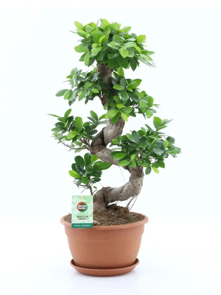 Väikeseviljaline viigipuu'Ginseng' S-type 27Ø 70cm