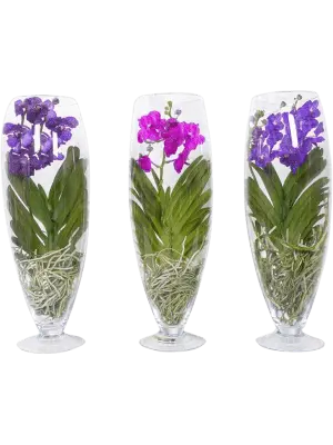 Vanda 'Champagne' valik P24/70cm