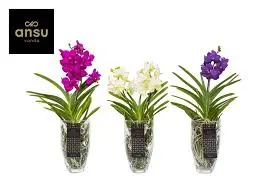 Vanda 'Charlotte ' mix P14/60cm