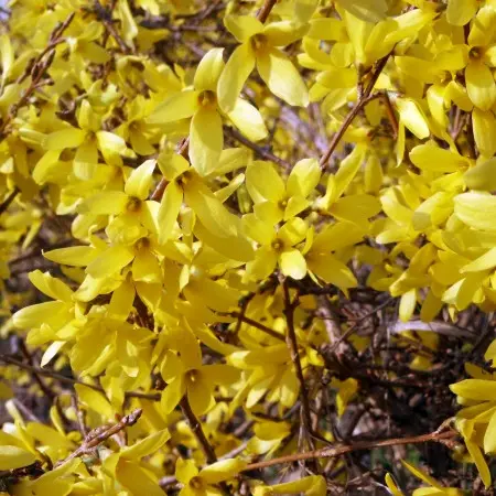 Värdforsüütia 'Maluch' C3 30-40