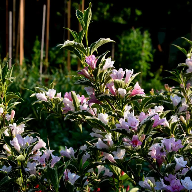Veigela 'Nana Variegata' P19 30-40 CM