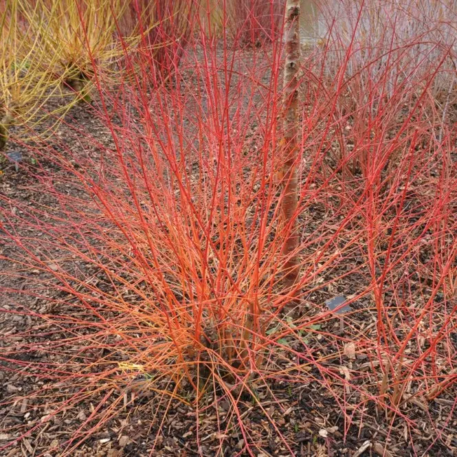 Verev kontpuu 'Annys Winter Orange' C3