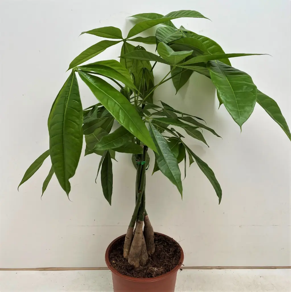 Vesipahhiira  P19/80cm