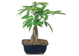 Vesipahhiira bonsai mix P10,5/25cm