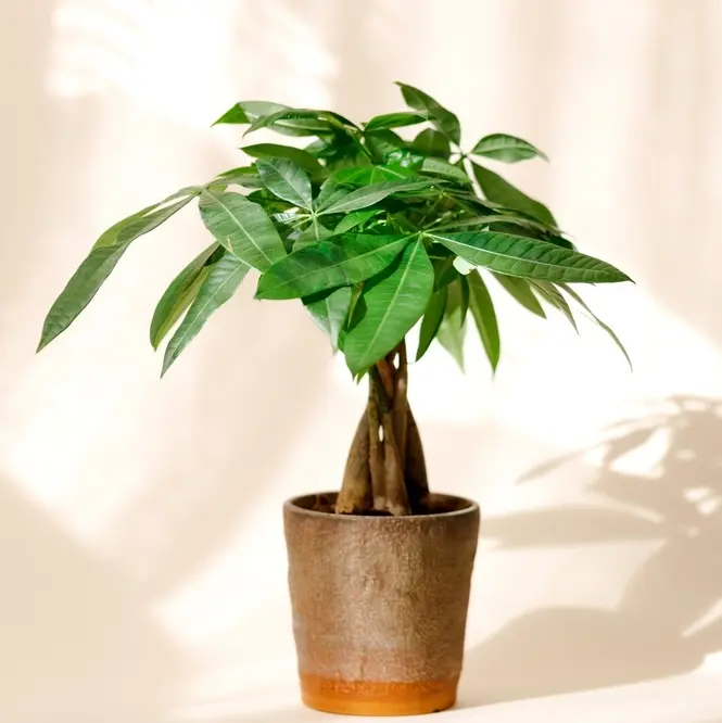 Vesipahhiira P14/50cm