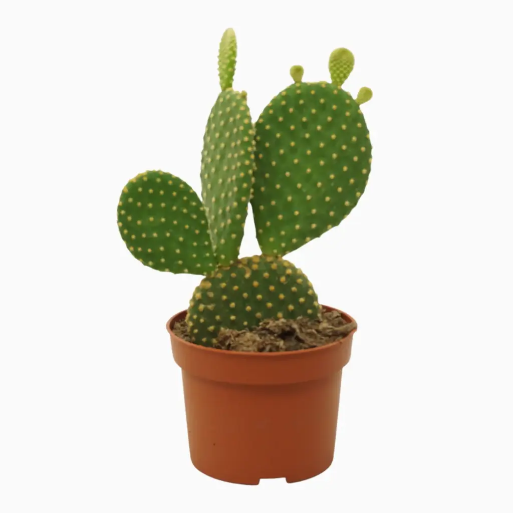 Viigikaktus P10,5/30cm