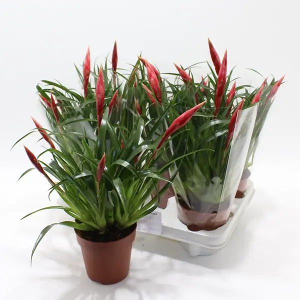 Vriisea Astrid P12/35cm