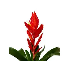 Vriisea Twinkle P10,5/40cm