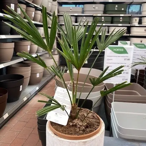 Wagneri karuspalm P24/70cm