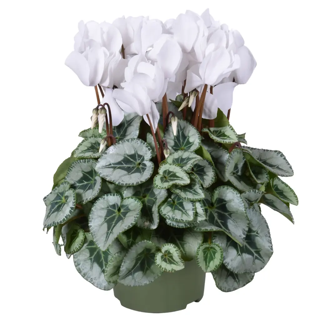 Alpikann 'Metalis White' P13cm 