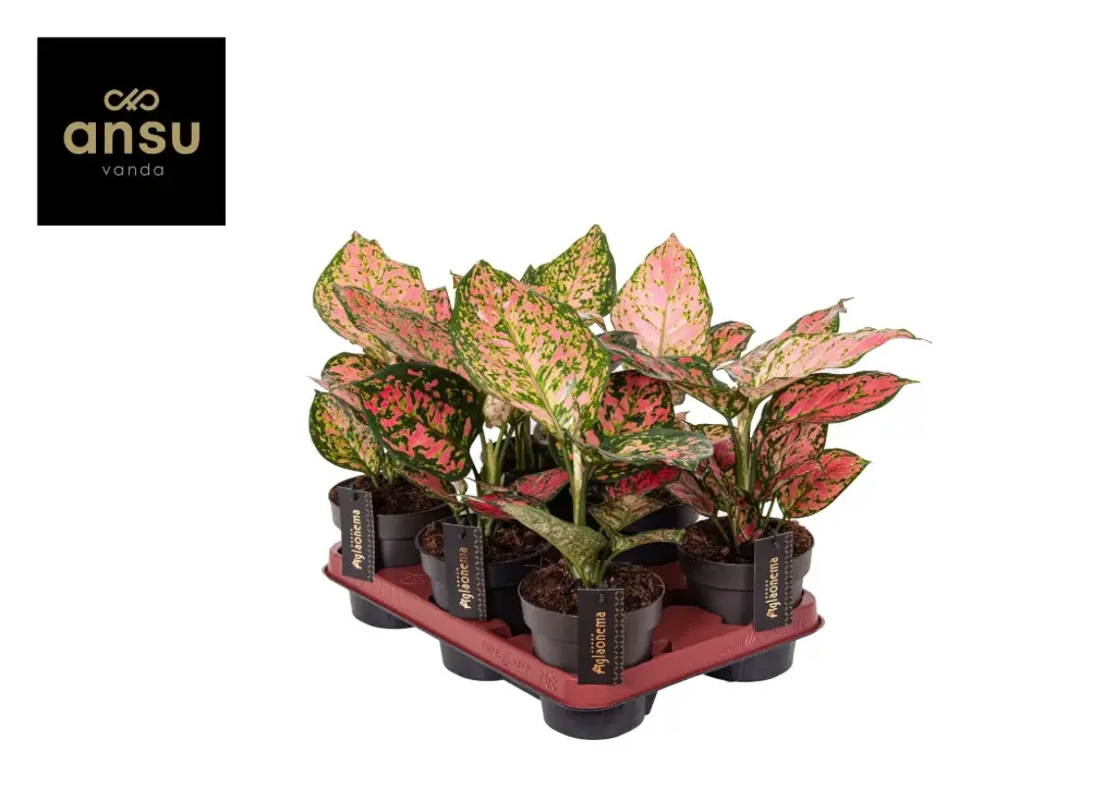 Aglaoneema 'Crimson Love' P19cm 