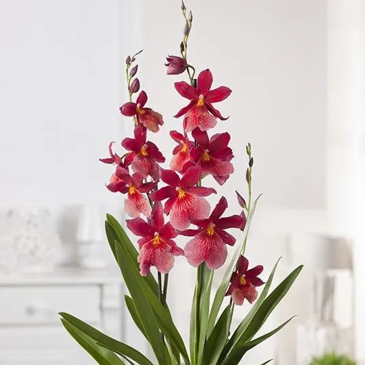 Kambria Nelly Isler valik P12/55cm 