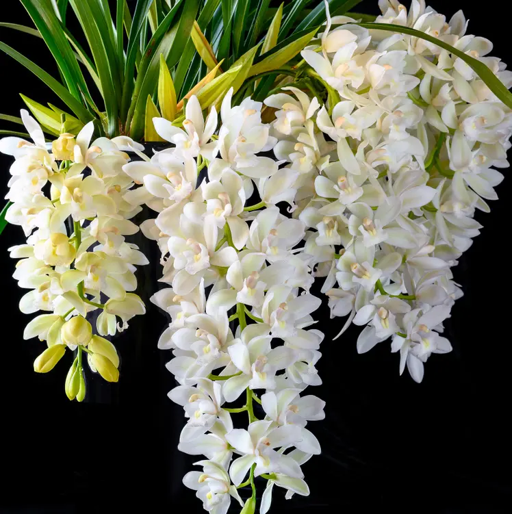 Tsümbiidium 'Ice Cascade' 3-4v P14/60cm