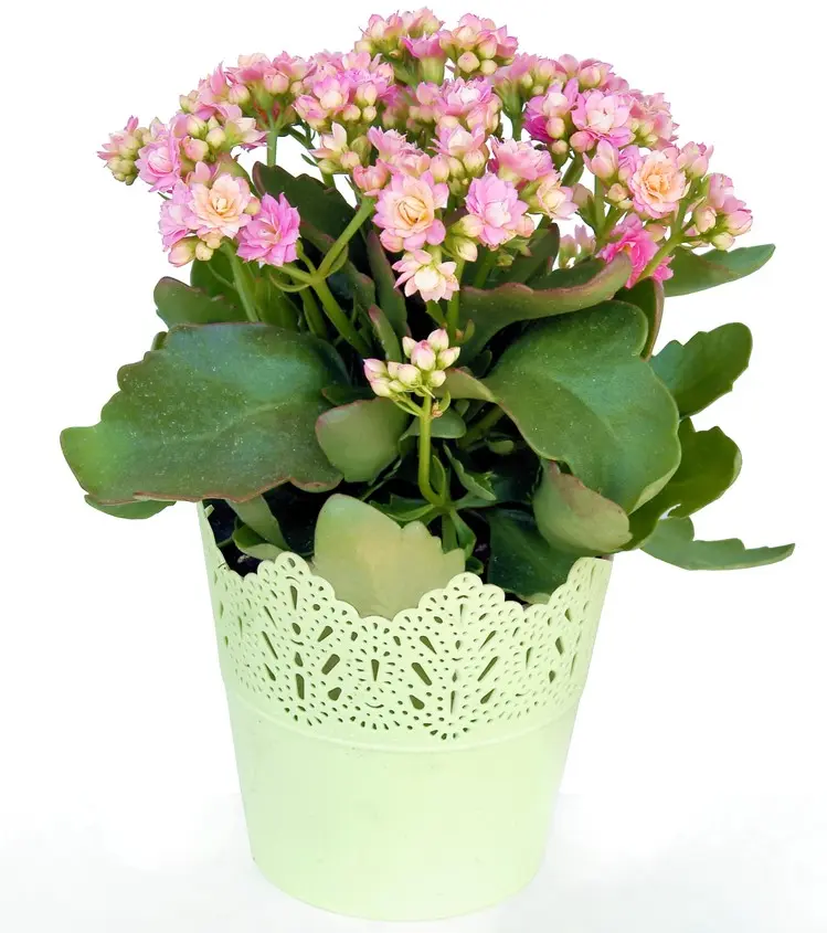 Blossfeldi kalanhoe Easter valik P12/24cm 