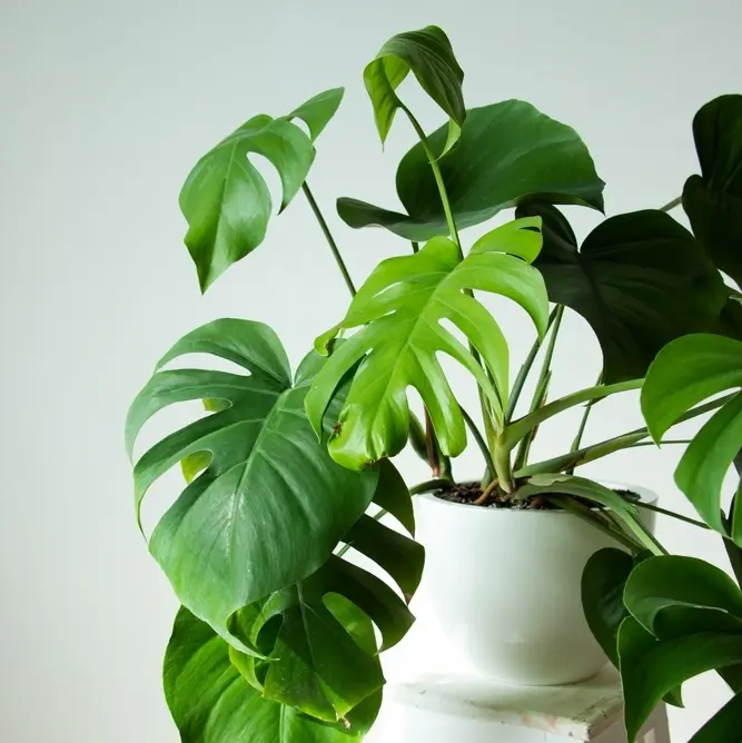 Meeldiv monstera P17/55cm 