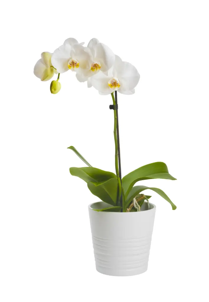 Kuuking MF valik 1v P7/30cm
